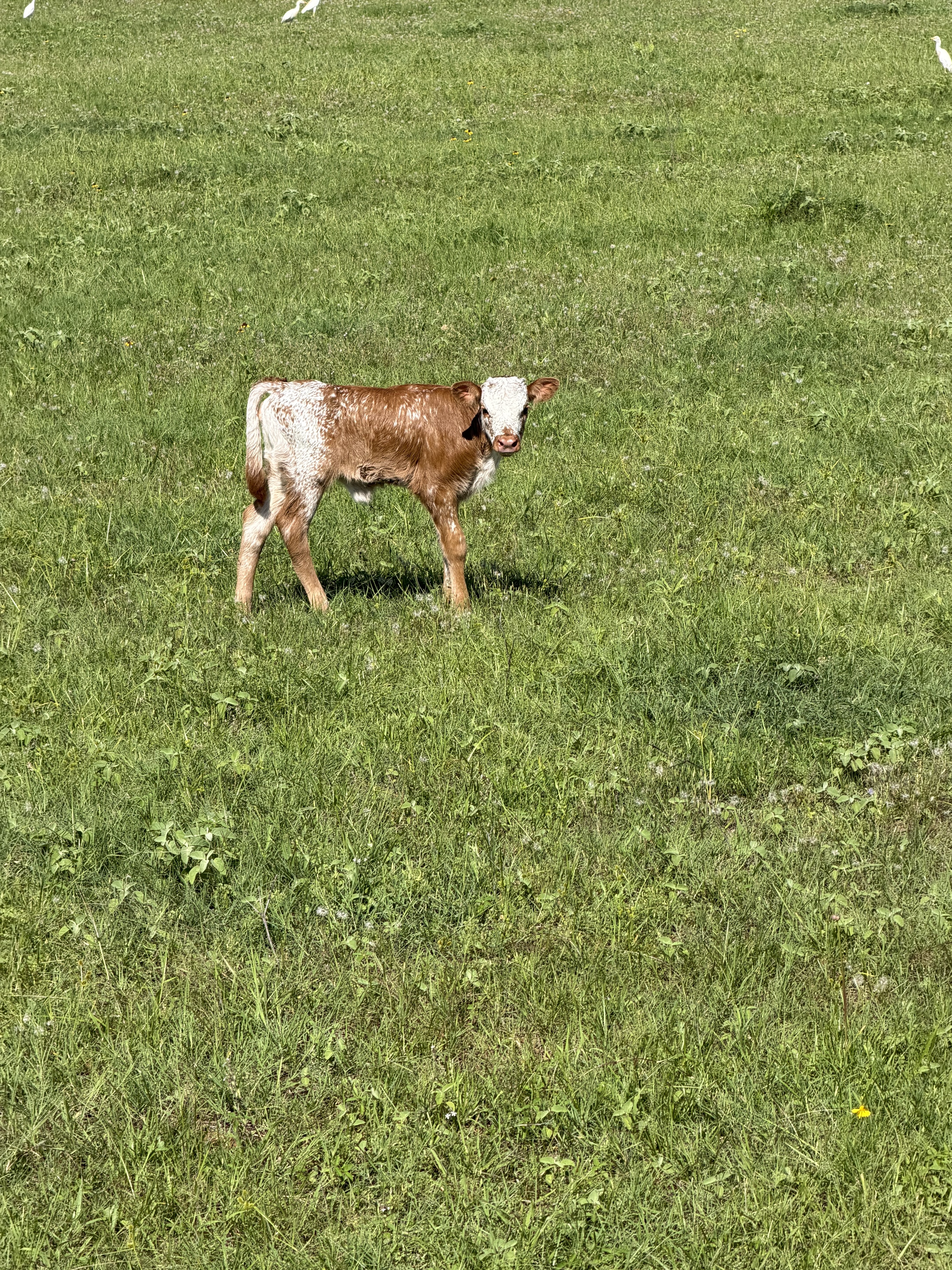 Young Longhorn calf on pasture